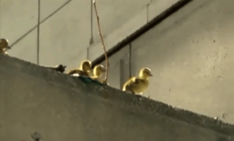 VIDEO| El enternecedor rescate de un hombre a patitos que saltaban desde la altura siguiendo a su madre
