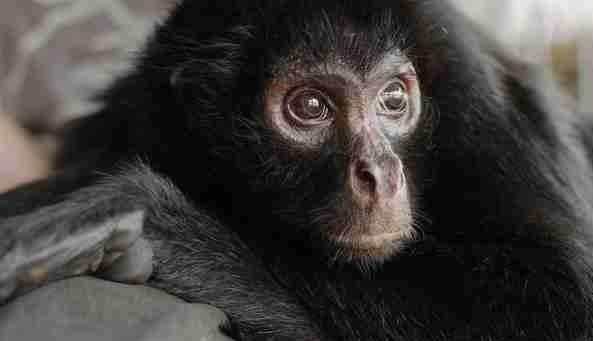 VIDEO| El emocionante rescate de Pepe, el mono que pasó 8 años encadenado en un circo