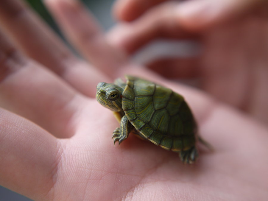 Alertan de posible agresión sexual: Extraen tortuga muerta de vagina de una mujer