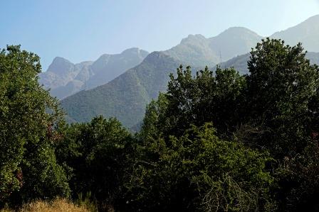 Proteger a los bosques nativos actuales aporta beneficios de carbono netos inmediatos