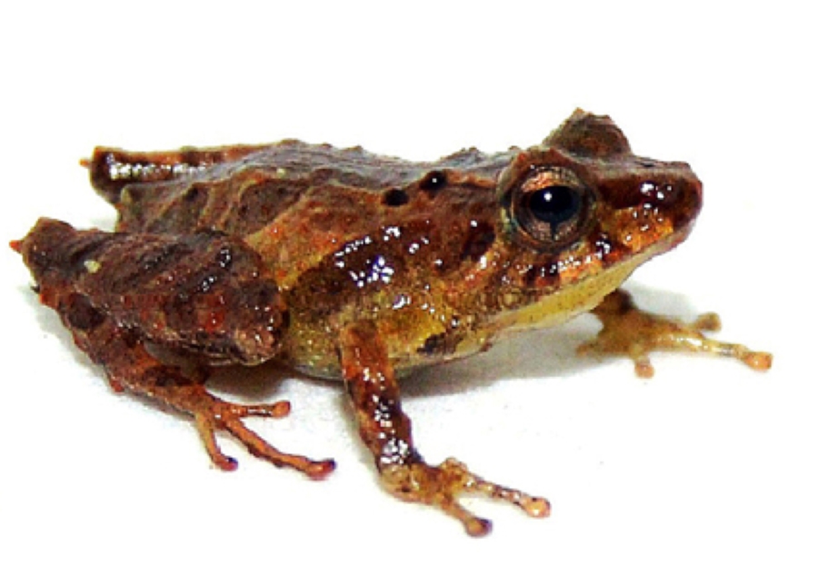 Encuentran nueva especie de sapo en peligro de extinción