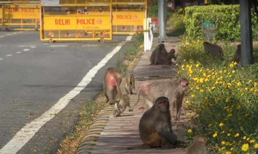 Los monos rhesus pueden percibir sus propios latidos
