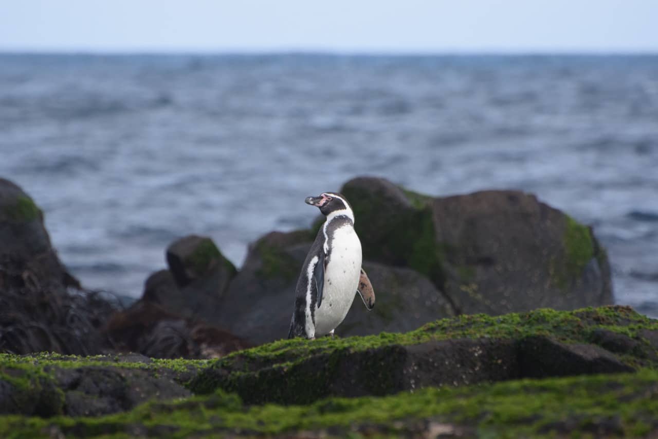 Isla Pájaro Uno libre de ratas: El exitoso proyecto que logró su erradicación