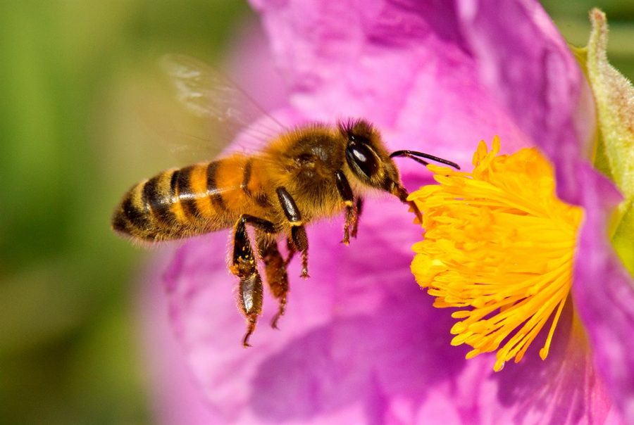 ¿Puede salvar el planeta vacunar a las abejas?